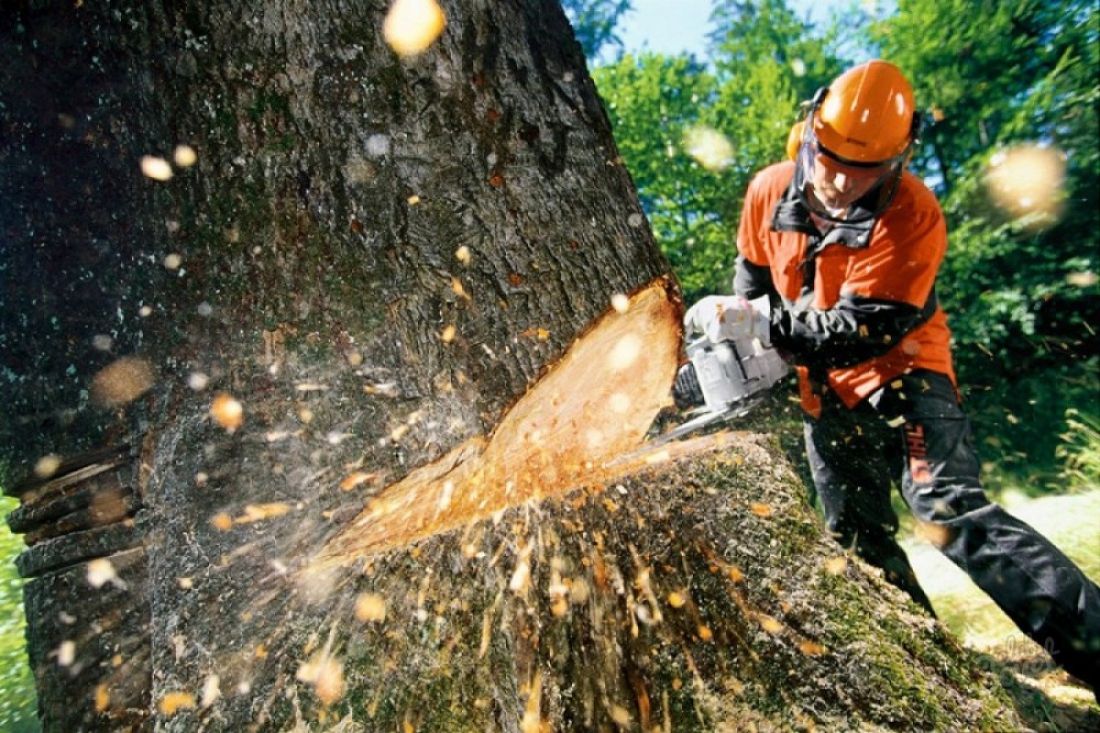 Обязанности вальщика леса - Лабораторные измерения и охрана труда