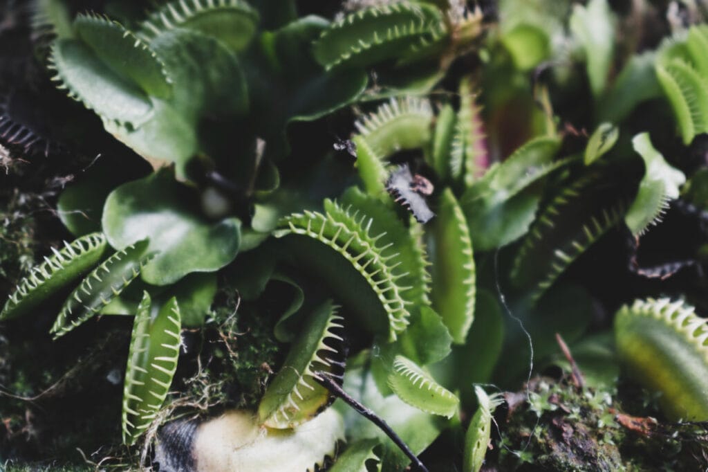 Отравления ядовитыми растениями